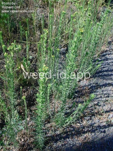 tarweed, cluster